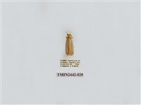 藏品(淡白凹苔蛾)的圖片